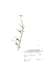 藏品(濱萊菔)的圖片